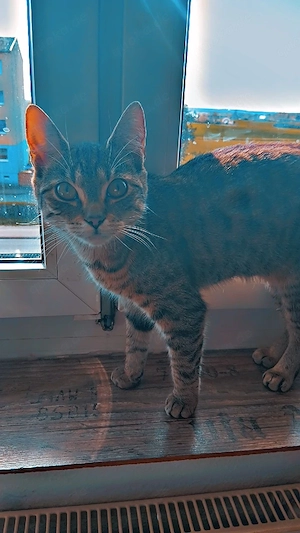 2 liebevolle kater abzugeben 