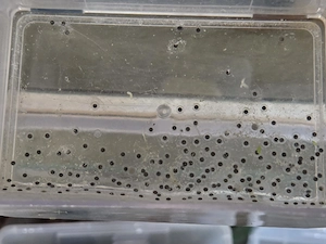 Axolotl Laich Eier 10 Stk