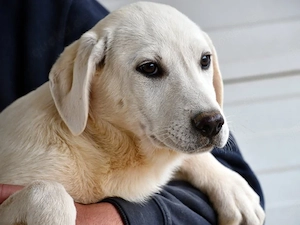 Cuda sucht ihr Zuhause (noch auf Sardinien)
