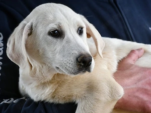 Canada sucht ihr Zuhause (noch auf Sardinien)