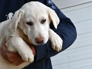 Cannella sucht ihr Zuhause (noch auf Sardinien)