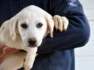 Caramella sucht ihr Zuhause (noch auf Sardinien)