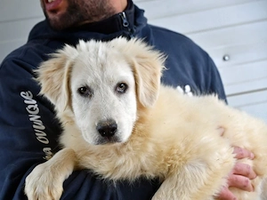 Cash sucht sein Zuhause (noch auf Sardinien)