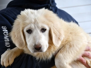 Cheope sucht ihr Zuhause (noch auf Sardinien)