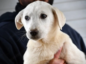 Chimera sucht ihr Zuhause (noch auf Sardinien)