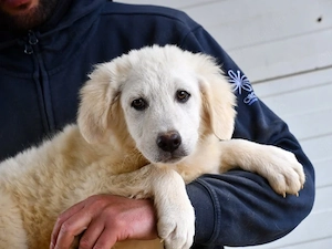 Chiquita sucht ihr Zuhause (noch auf Sardinien)