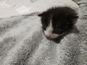 kleines schwarz weises mädchen sucht ein zuhause   