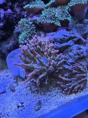 Sunburst Anemone, Meerwasser, Salzwasser, Aquarium, Korallen