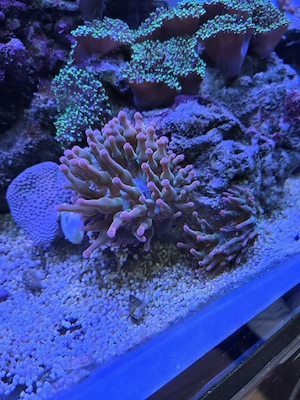 Sunburst Anemone, Meerwasser, Salzwasser, Aquarium, Korallen Bild 2