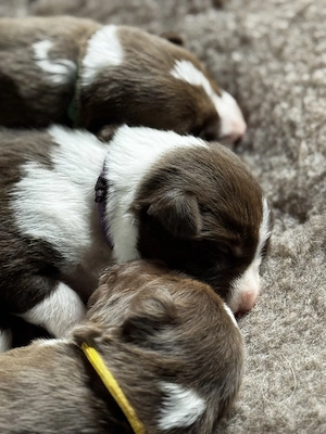 Border Collie Welpen Bild 3