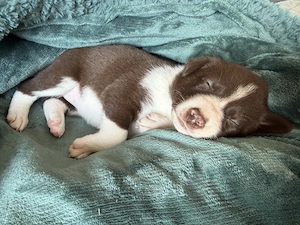 Border Collie Welpen Bild 8