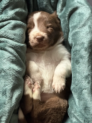 Border Collie Welpen Bild 5