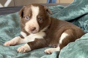 Border Collie Welpen Bild 6