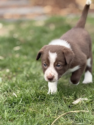 Border Collie Welpen Bild 10