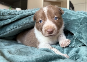 Border Collie Welpen Bild 9