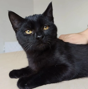 PANTERO- verspielt, freundlich, sozial