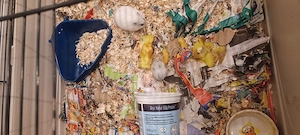 Zwerghamster zu verkaufen