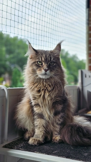 Wunderschönes Maine Coon Mädchen sucht neues Zuhause