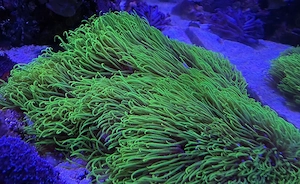 Affenhaar in 3 verschiedenen Farben, Meerwasser, Salzwasser, Aquarium, Korallen