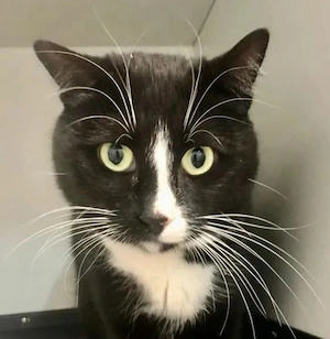 Daisy Sanftes Katzenmädel sucht Seelengefährten