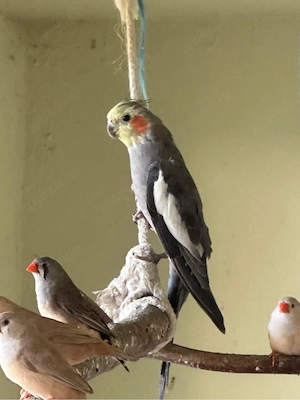 Nymphensittich männlich 