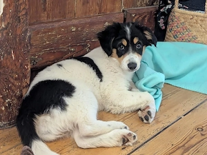 Aida sucht ihr Zuhause