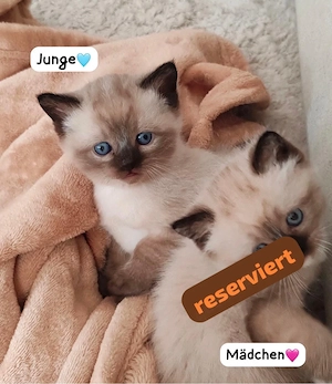 Ragdoll Kitten zum Reservieren 