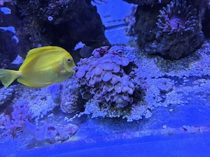 Zoanthus braun-grün