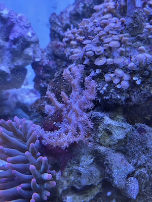 Keniabäumchen Koralle