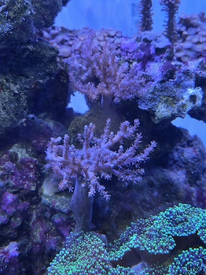 Keniabäumchen, Meerwasser, Salzwasser, Aquarium, Korallen Bild 2