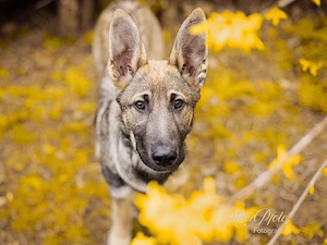 Mal sucht sein Zuhause