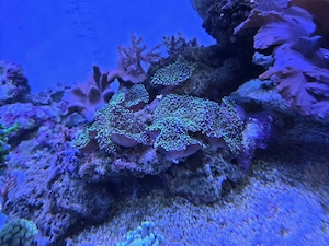 Scheibenanemone Rhodactis spec. green