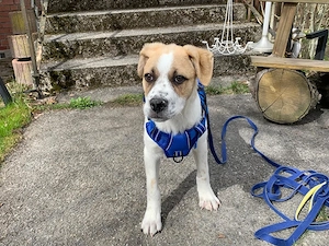 Augusto sucht sein Zuhause