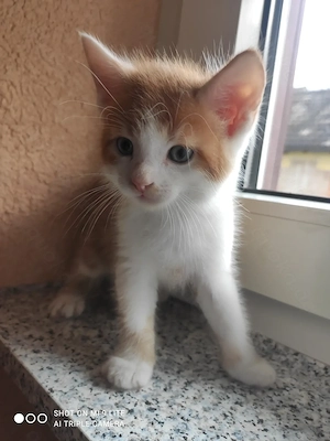 Vier Siam mix   Babykatzen