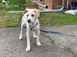 Arno sucht sein Zuhause