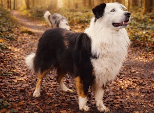 Australian Shepherd Black Tri Erfahrener Deckrüde (Kein Verkauf)