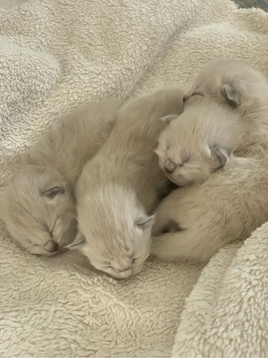 Reinrassige typvolle Ragdoll Kitten Familienkatze blaue Augen blue mitted