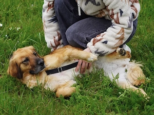 Lulu sucht ihr Zuhause Bild 6