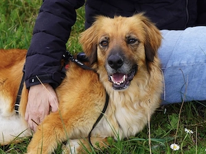 Lulu sucht ihr Zuhause Bild 2