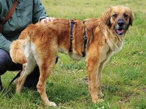 Lulu sucht ihr Zuhause Bild 3