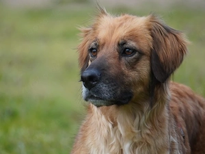 Lulu sucht ihr Zuhause Bild 4