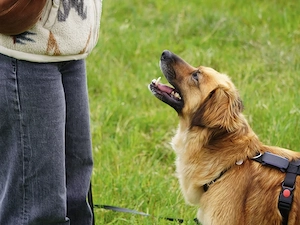 Lulu sucht ihr Zuhause Bild 5