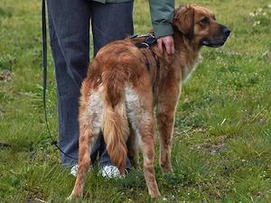 Lulu sucht ihr Zuhause