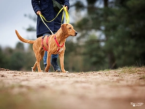 Aldo sucht sein Zuhause