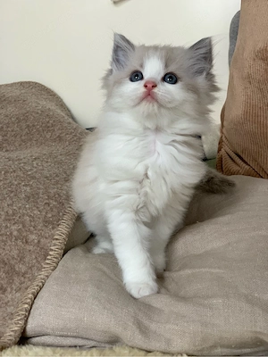 Reinrassige typvolle Ragdoll Kitten Katzenbabys Familienkatzen blaue Augen