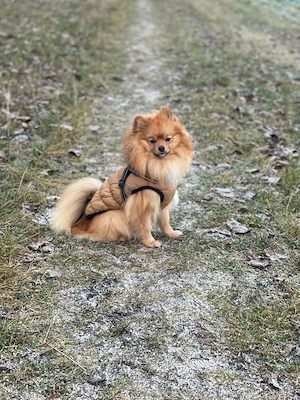 Zwergspitz Pomeranien Deckrüde 