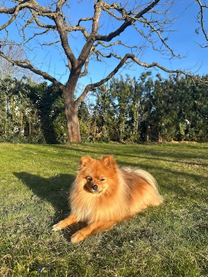 Zwergspitz Pomeranien Deckrüde 