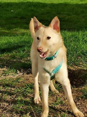 Bildhübsche Lesedi sucht ihr Für-Immer-Zuhause