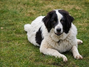 Landro sucht sein Zuhause