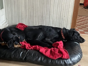 Xenon sucht sein Zuhause